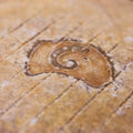 Ossau-Iraty French Basque ewe's milk cheese (view 2)